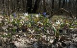 Erythronium caucasicum