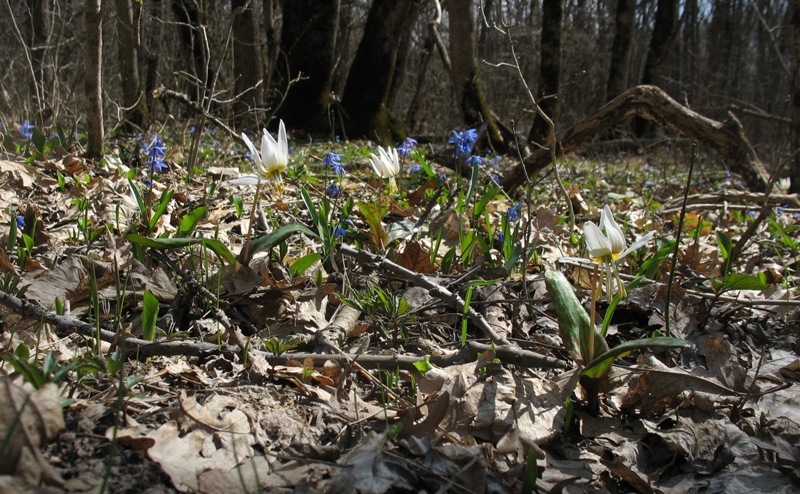 Изображение особи Erythronium caucasicum.
