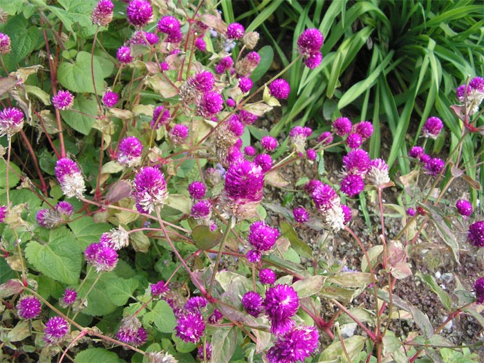 Image of Gomphrena globosa specimen.