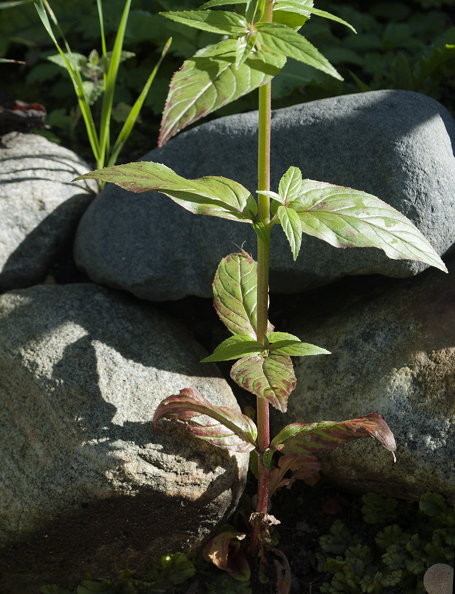 Image of Epilobium adenocaulon specimen.