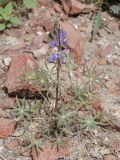 Lupinus sparsiflorus