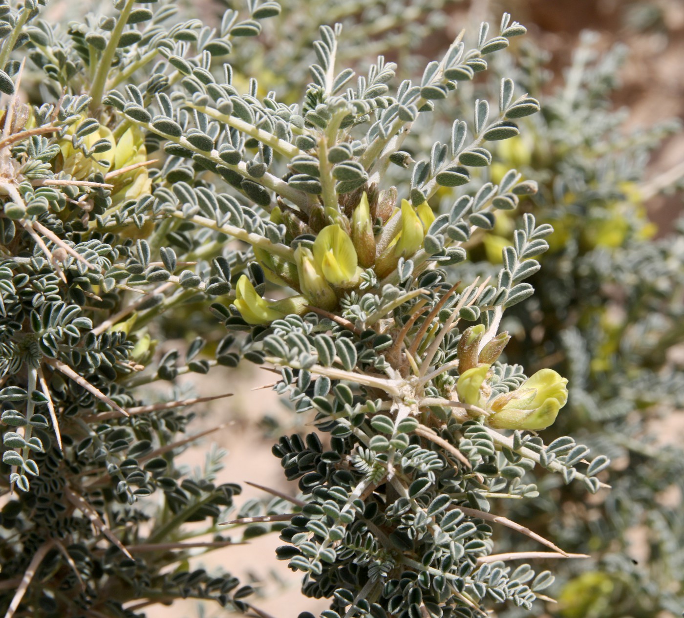 Изображение особи Astragalus trigonus.