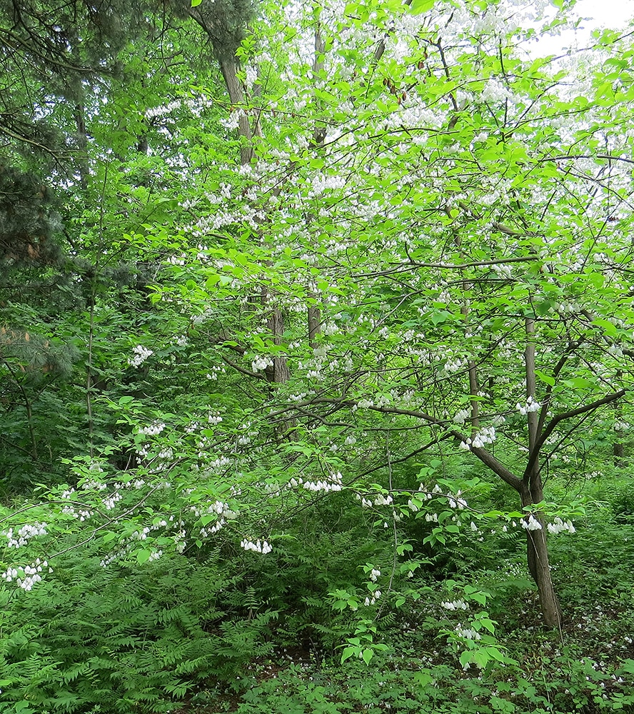 Image of Halesia carolina specimen.