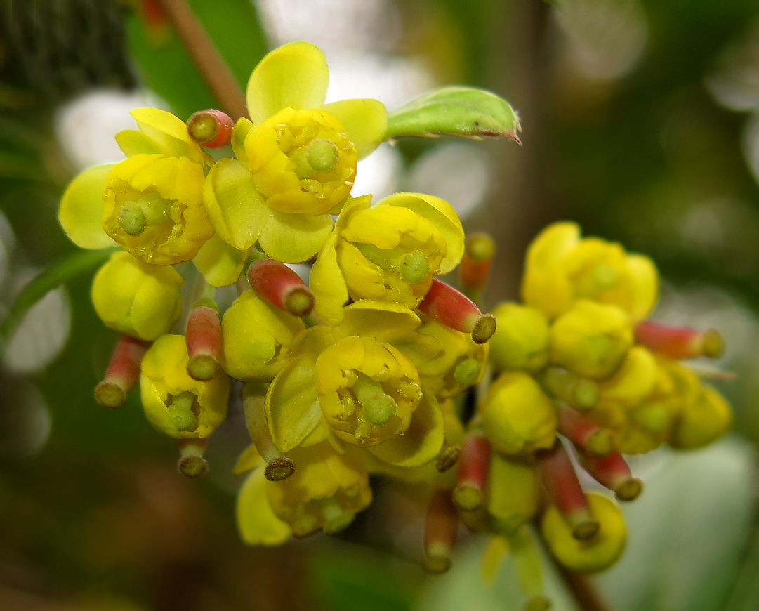 Image of Berberis levis specimen.