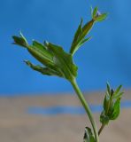 Legousia hybrida