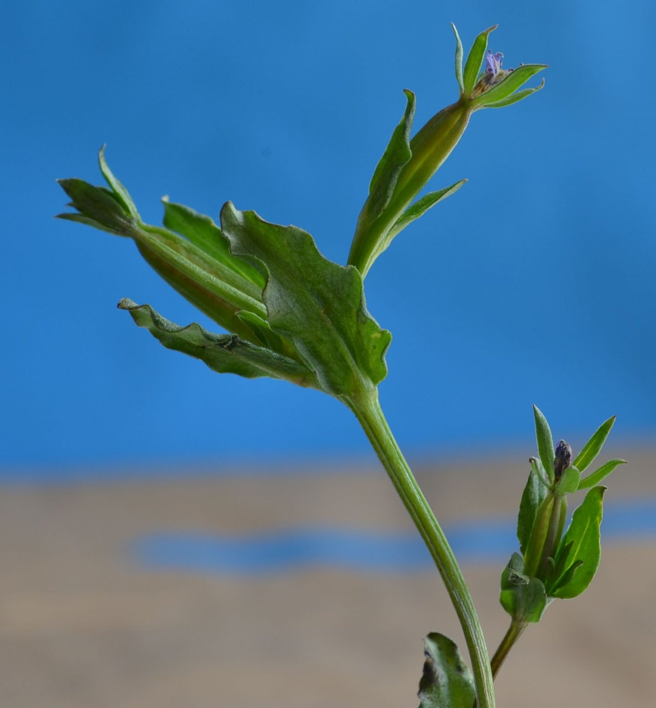 Изображение особи Legousia hybrida.