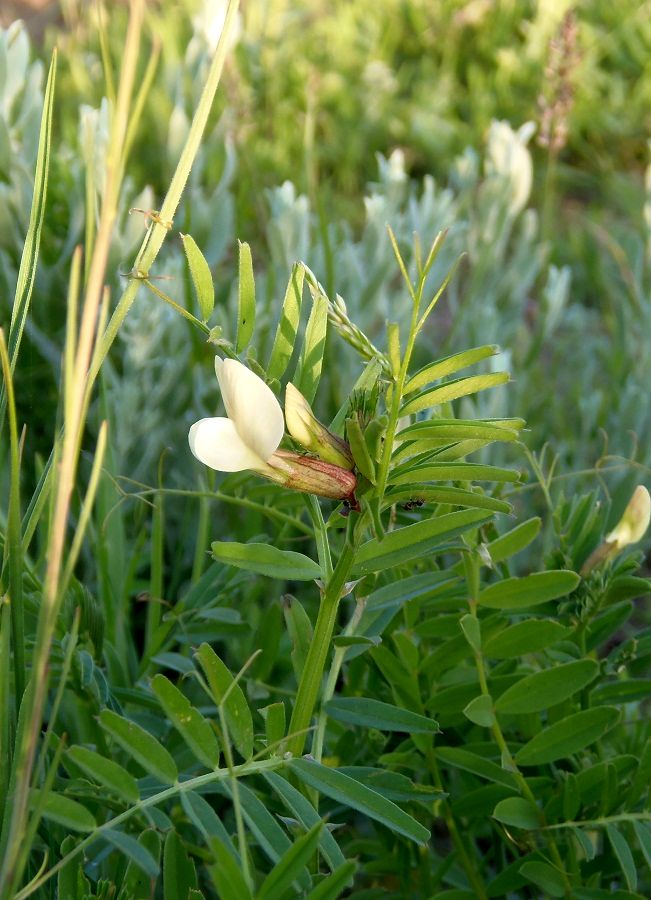 Изображение особи Vicia grandiflora.