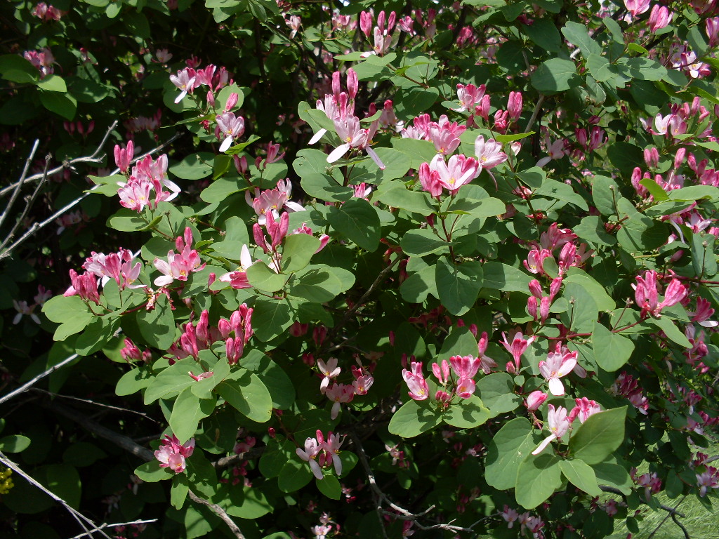 Изображение особи Lonicera tatarica.