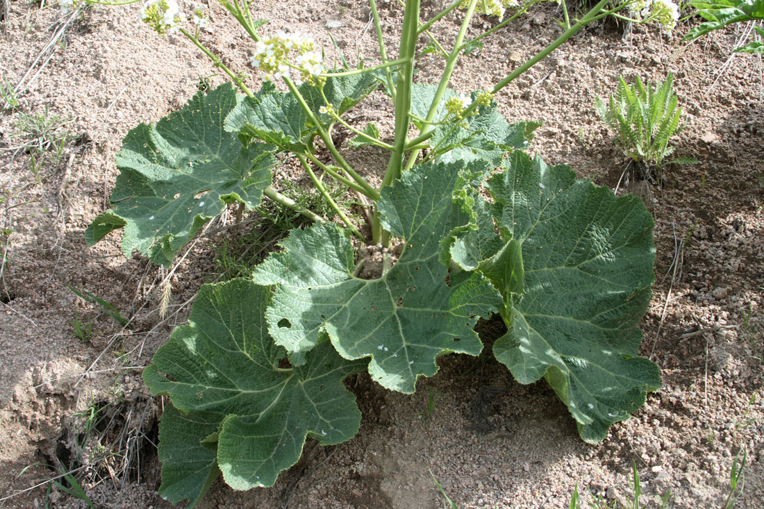 Image of Crambe kotschyana specimen.