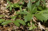 Ranunculus crimaeus
