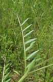 Vicia villosa