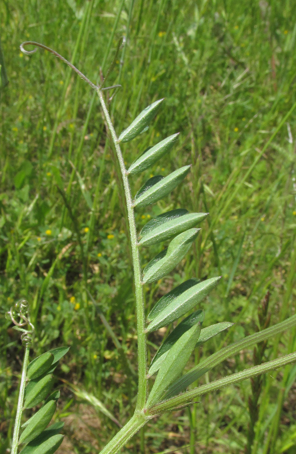 Image of Vicia villosa specimen.
