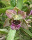 Epipactis helleborine