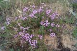 Thymus pallasianus