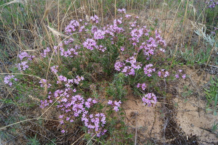 Изображение особи Thymus pallasianus.