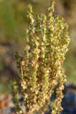 Rumex tuberosus subspecies horizontalis. Отцветшее соцветие. Крым, Керченский п-ов, Приазовье, Караларская степь. 31.05.2017.