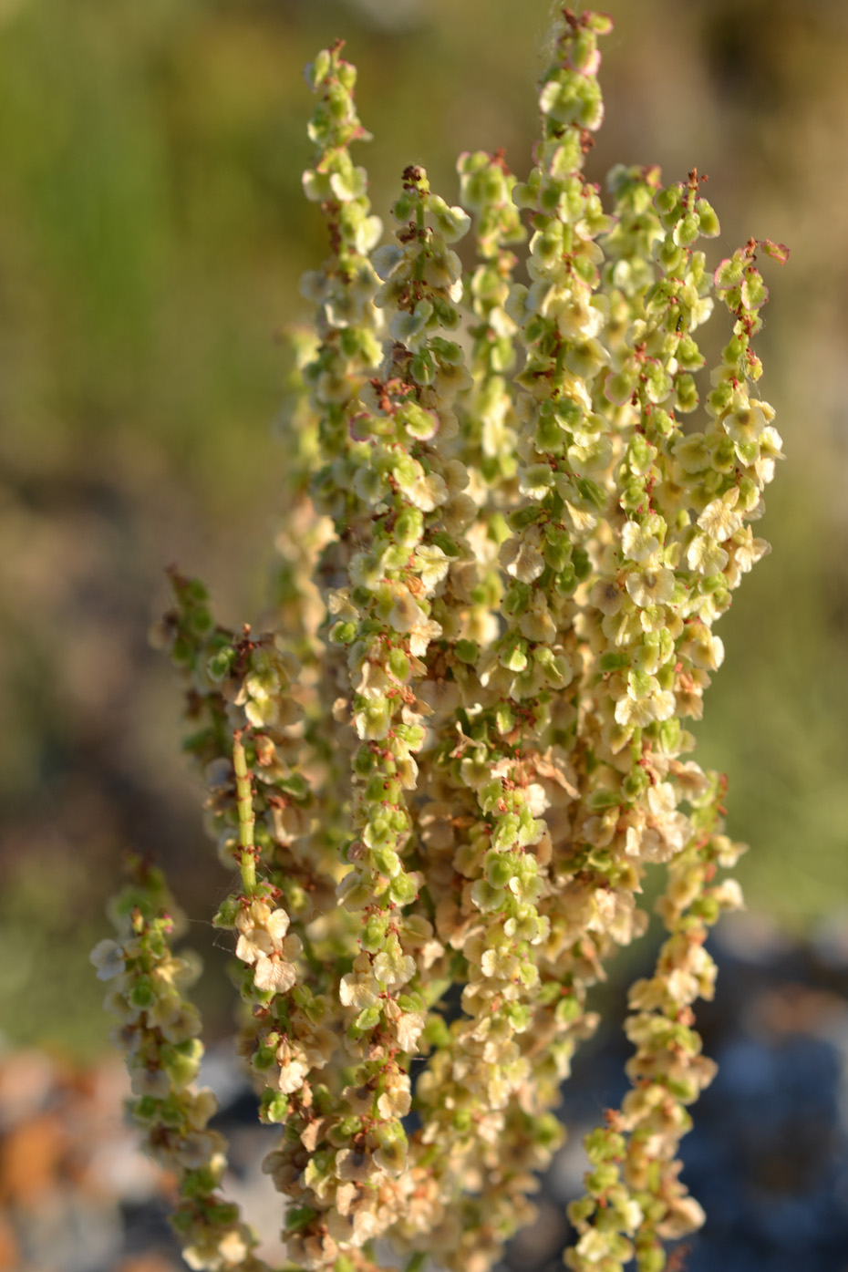 Изображение особи Rumex tuberosus ssp. horizontalis.