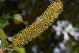 Grevillea hilliana