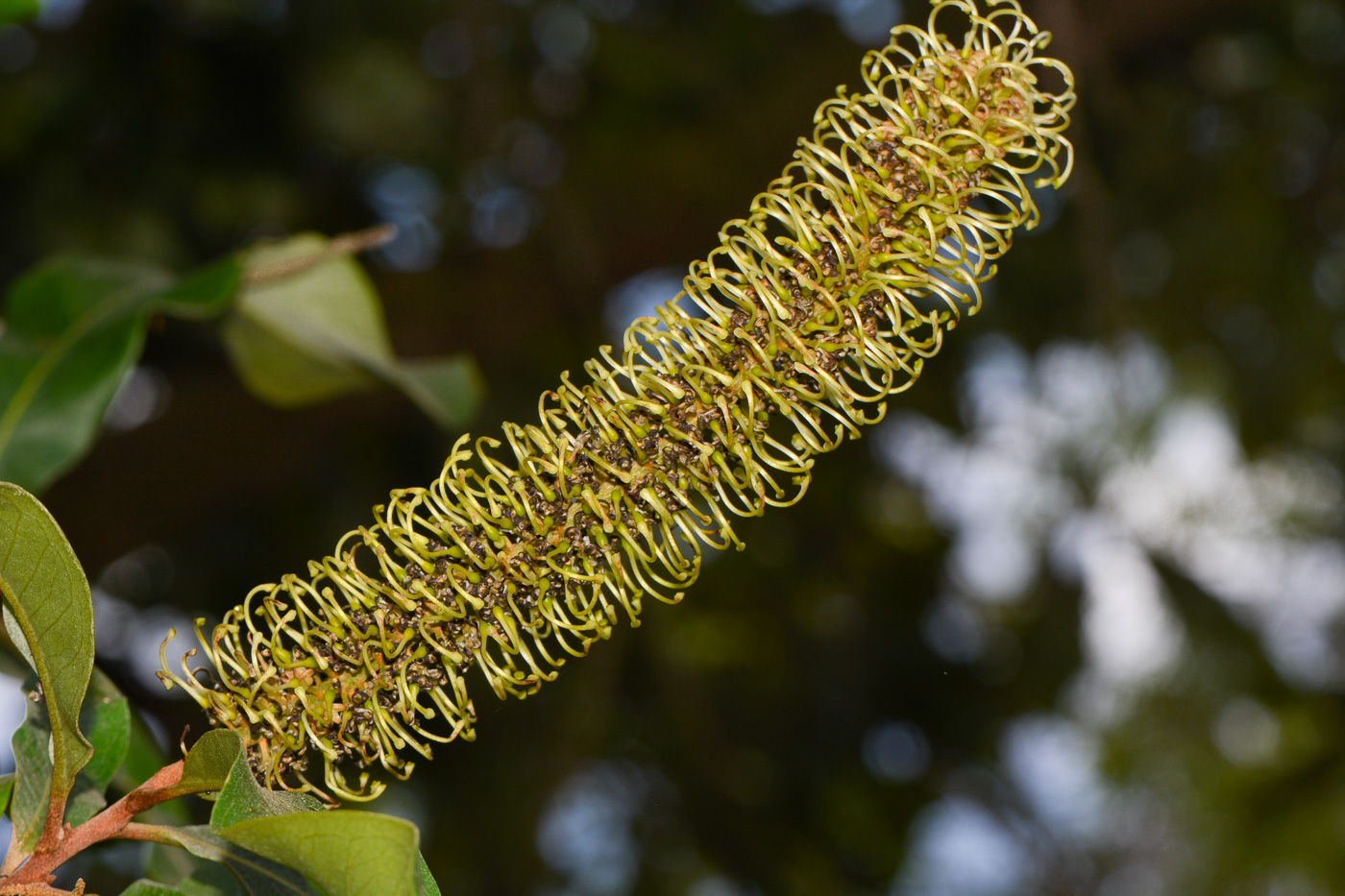 Image of Grevillea hilliana specimen.