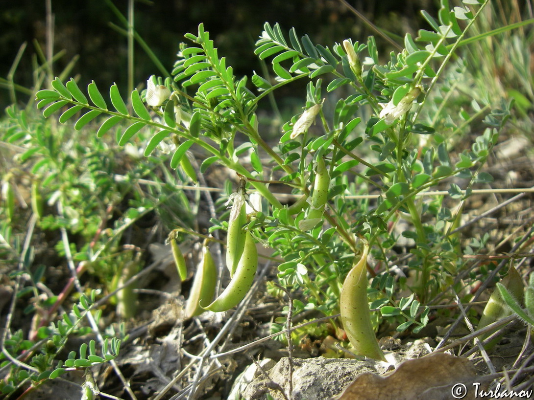 Изображение особи Astragalus guttatus.