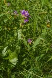 Campanula glomerata