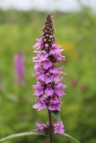 Stachys palustris