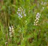 Astragalus sulcatus