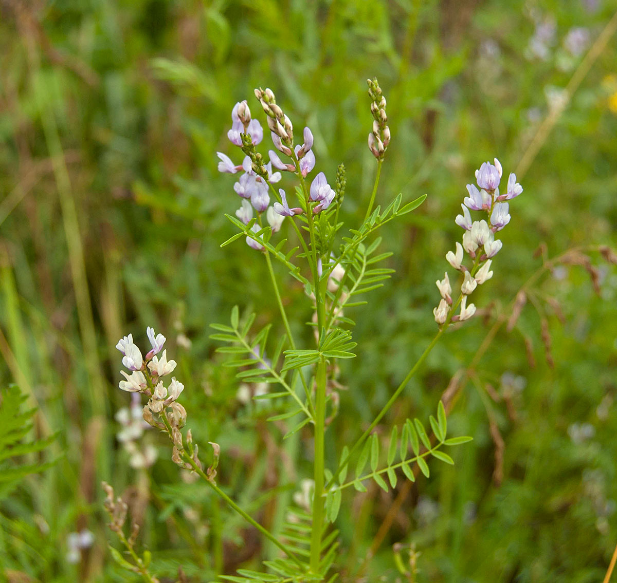 Image of Astragalus sulcatus specimen.