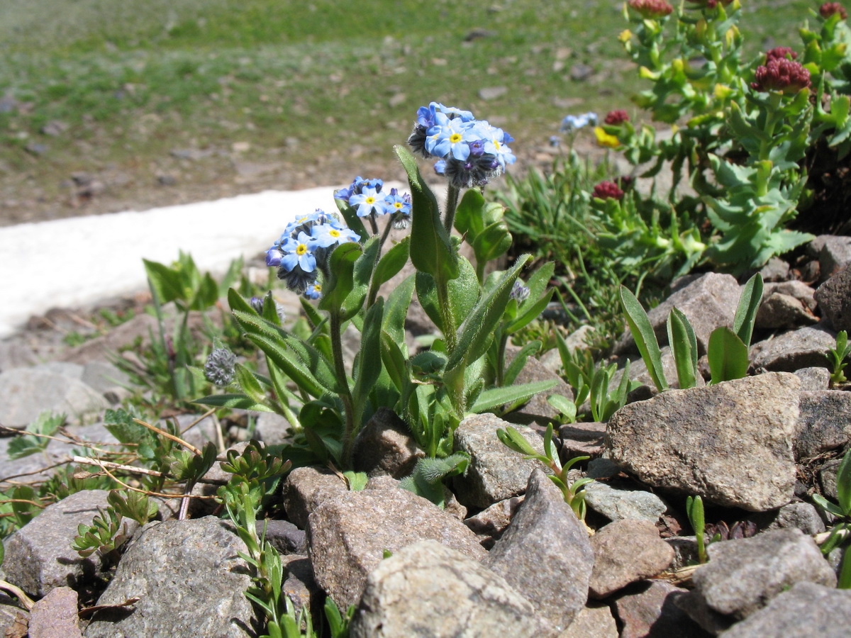 Изображение особи Myosotis asiatica.