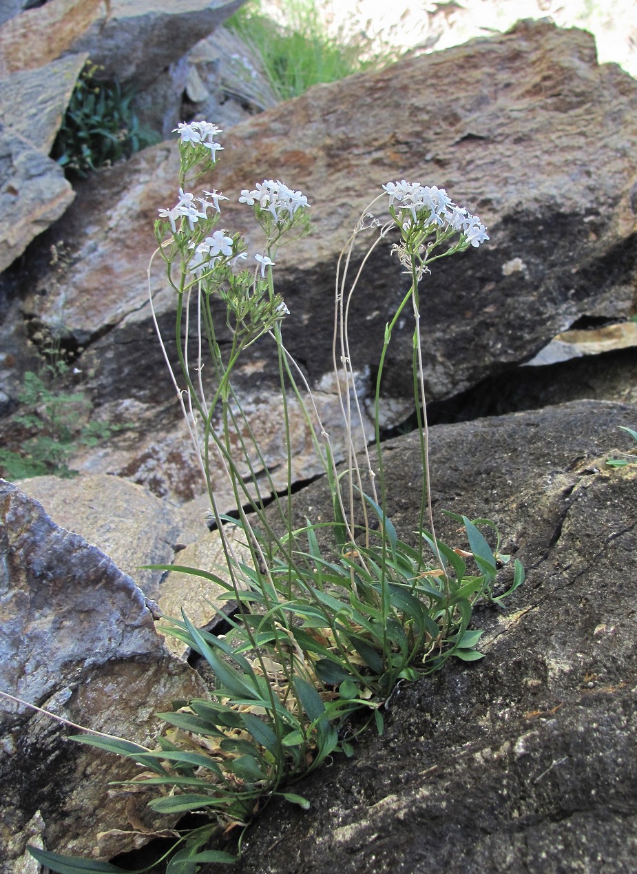 Image of Valeriana jelenevskyi specimen.