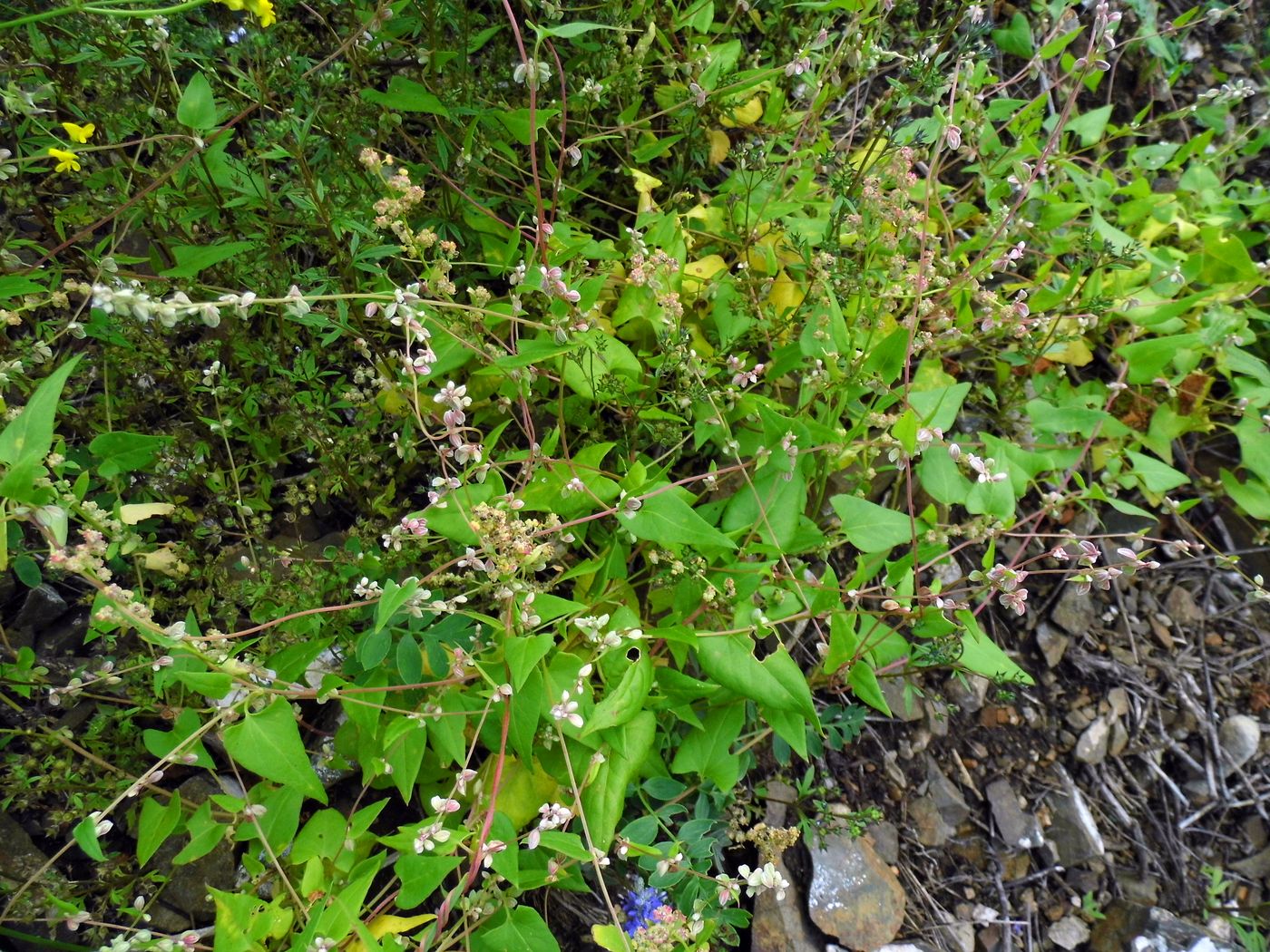 Image of Fallopia convolvulus specimen.