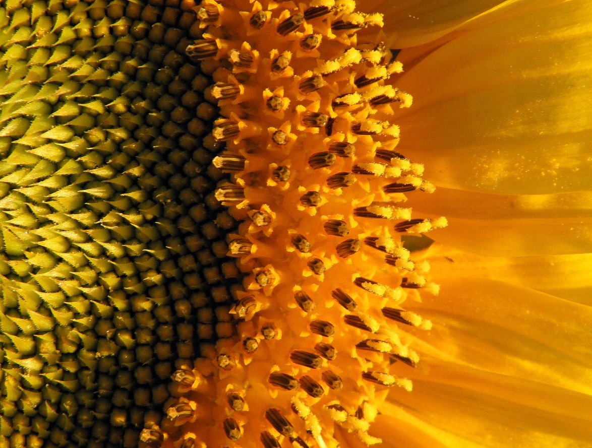 Изображение особи Helianthus annuus.