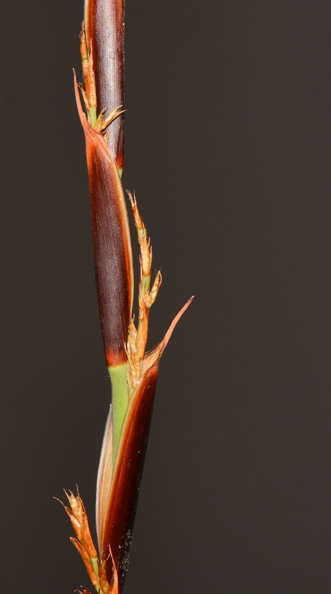 Image of Elegia tectorum specimen.