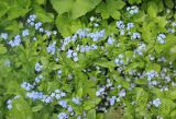 Myosotis amoena. Верхние части цветущих растений. Западный Кавказ, м/о город-курорт Сочи, окр. с. Эстосадок, хребет Псехако, поляна в пихтовом лесу, выс. ≈ 1750 м н. у. м. 27 мая 2015 г.