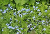 Myosotis amoena