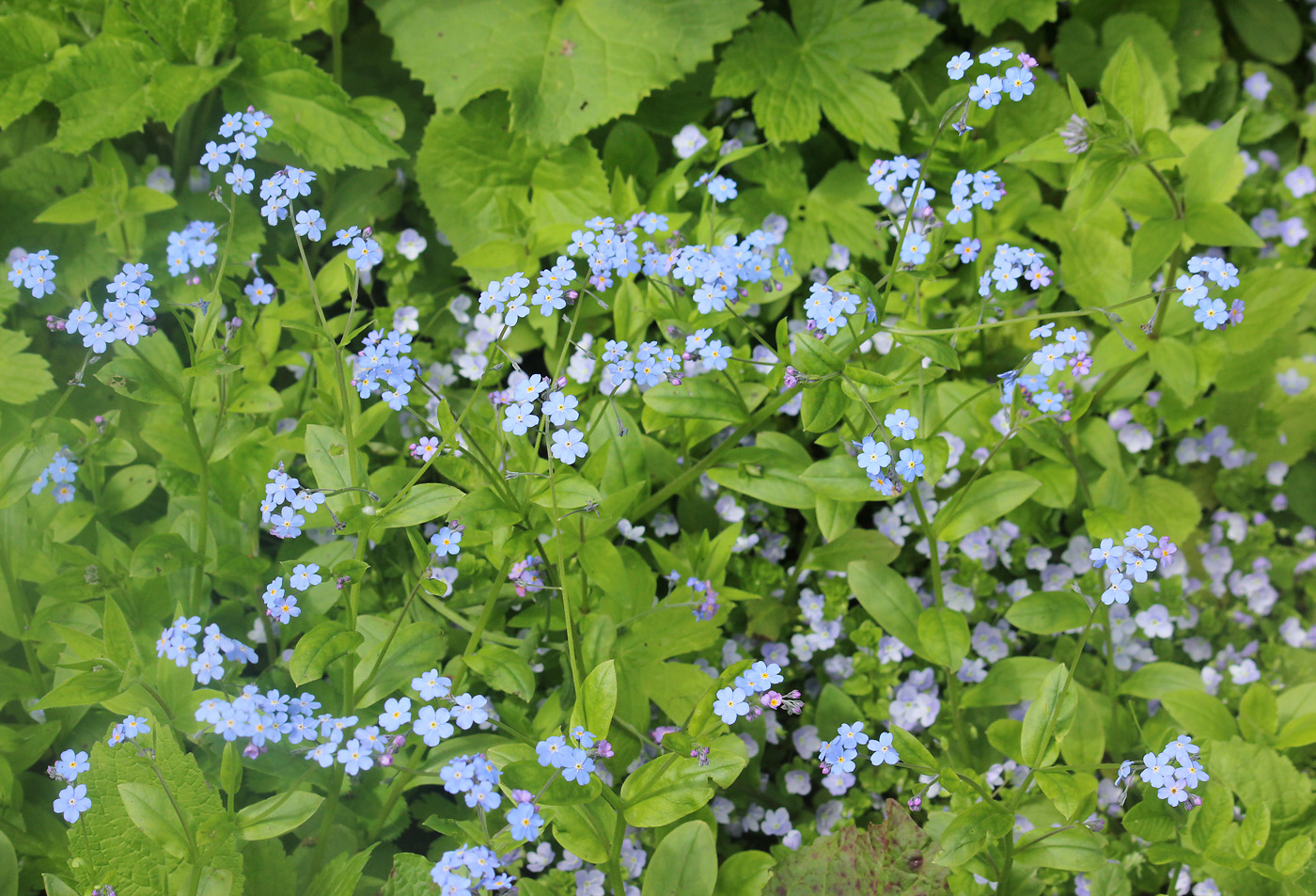 Изображение особи Myosotis amoena.