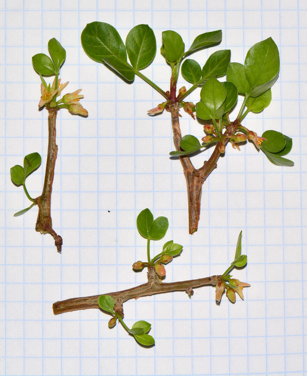 Image of Commiphora gileadensis specimen.