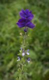 Salvia viridis. Верхушка цветущего растения. Пермский край, г. Пермь, Кировский р-н, одиночное растение у края цветочной клумбы. 20.09.2017.