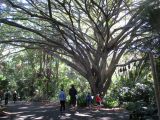 Ficus benjamina