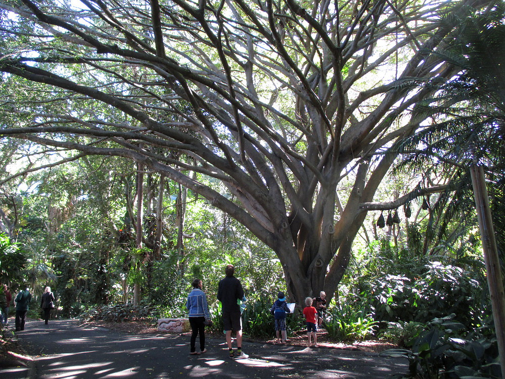 Изображение особи Ficus benjamina.