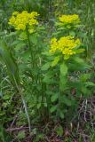 Euphorbia pilosa. Цветущие растения. Республика Алтай, Шебалинский р-н, окр. с. Камлак, правый борт долины р. Сема, надпойменная терраса, сосновый лес. 21.05.2017.