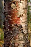genus Betula. Часть ствола. Средний Урал, Пермский край, Добрянский р-н, 1,5 км от ст. Ярино к востоку, смешанный лес. 14 октября 2017 г.
