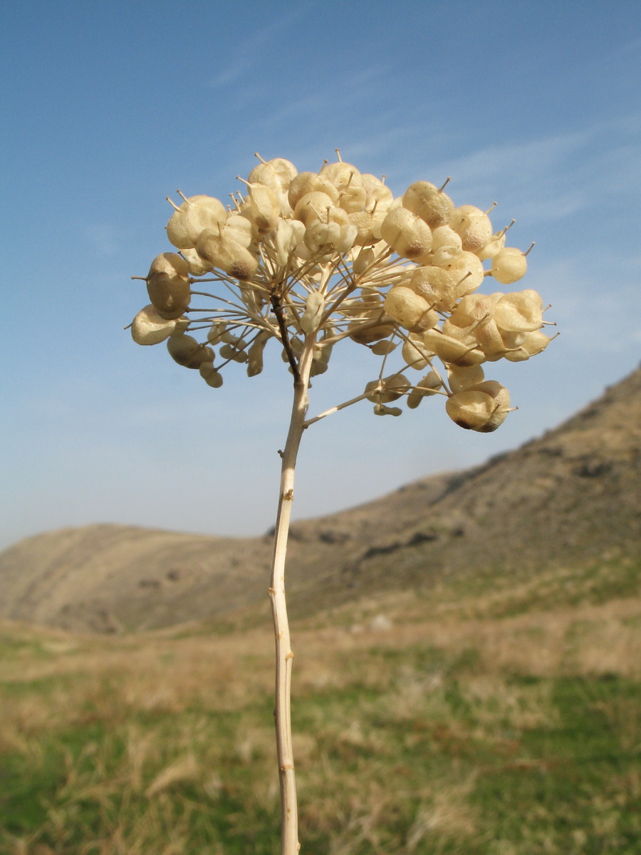 Изображение особи Cardaria repens.