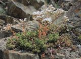 Sedum album