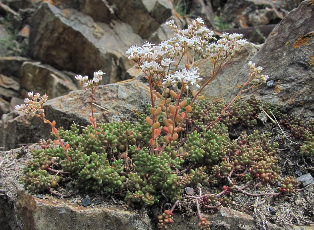 Изображение особи Sedum album.