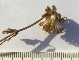 Bidens cernua