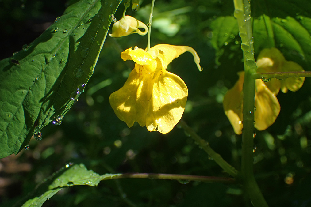 Image of Impatiens noli-tangere specimen.