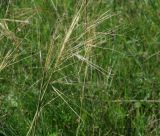 genus Stipa