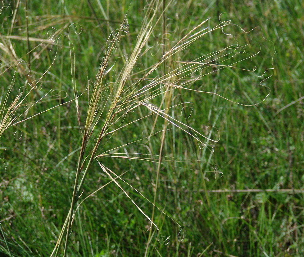 Image of genus Stipa specimen.