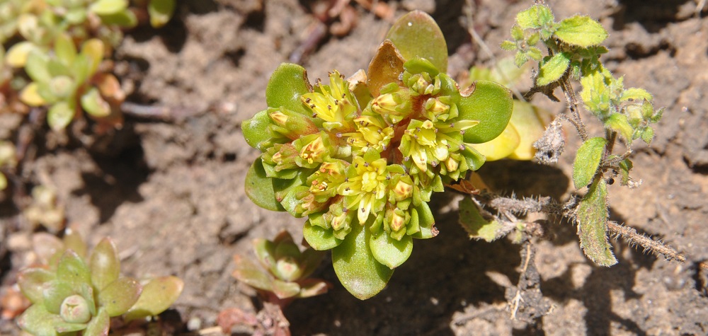 Изображение особи род Sedum.